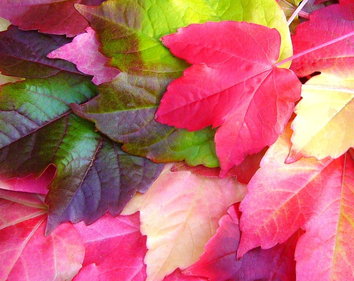 Vite americana: la rampicante vigorosa che colora il giardino in ogni stagione