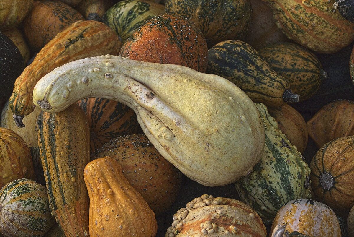 Zucca Torta: come coltivarla e prendersene cura per ottenere raccolti abbondanti