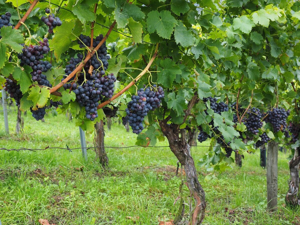 Vite comune: come coltivarla e prendersene cura per ottenere una crescita rigogliosa