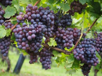 Vite comune: come coltivarla e prendersene cura per ottenere una crescita rigogliosa