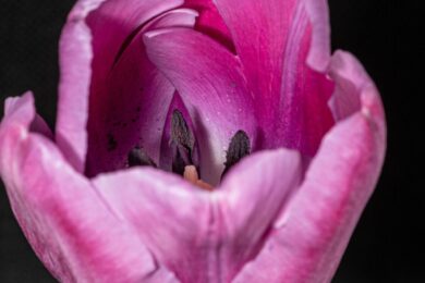 Tulipano di von Gesner: come coltivare e prendersi cura di questo elegante fiore primaverile