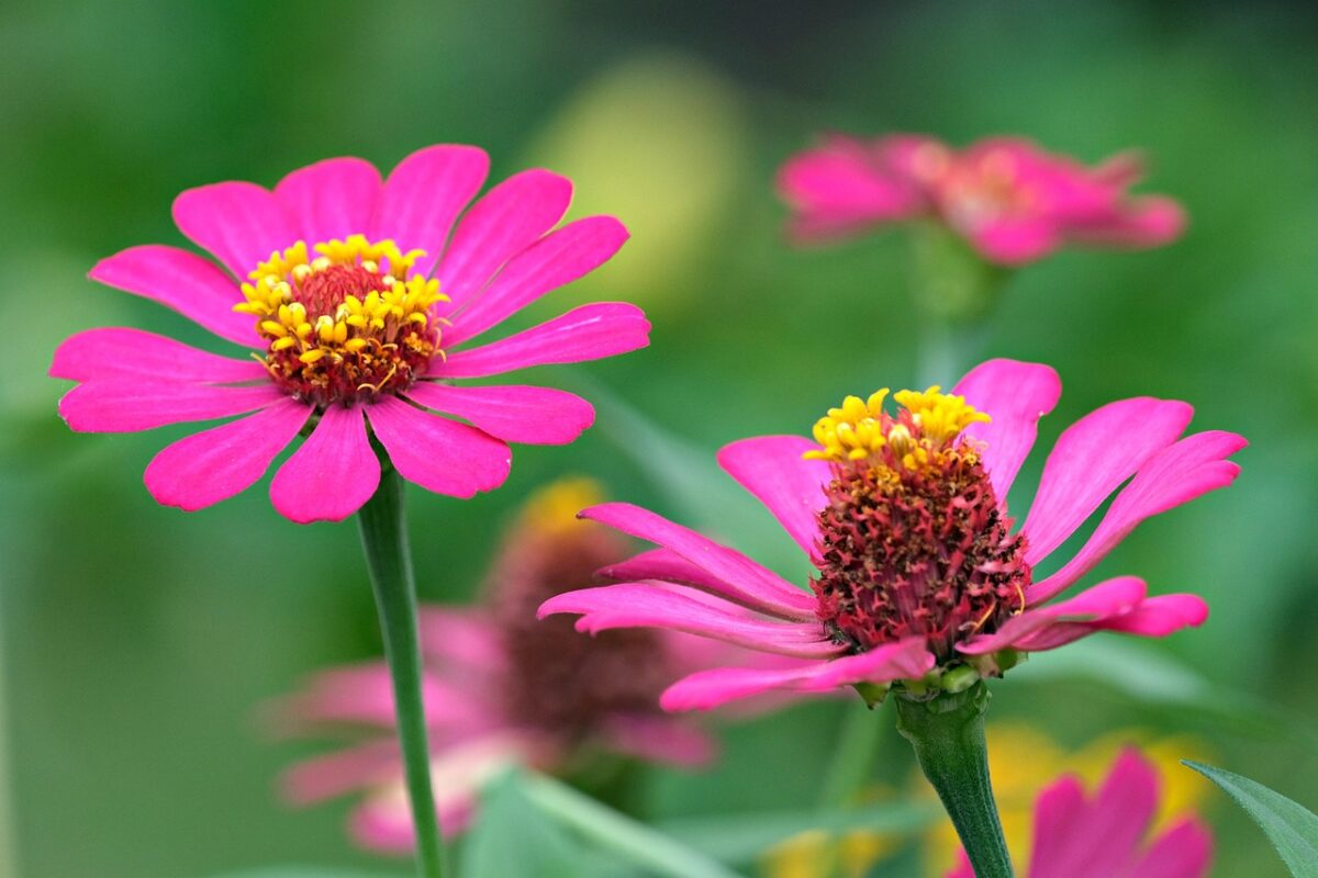 Zinnia: la pianta dai fiori colorati che illumina giardini e balconi Zinnia: la pianta dai fiori colorati che illumina giardini e balconi