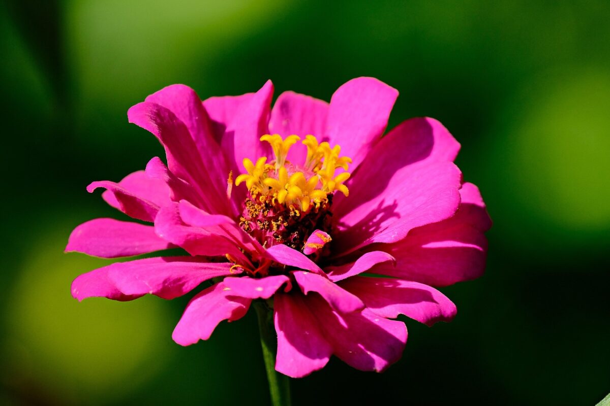 Zinnia: la pianta dai fiori colorati che illumina giardini e balconi Zinnia: la pianta dai fiori colorati che illumina giardini e balconi