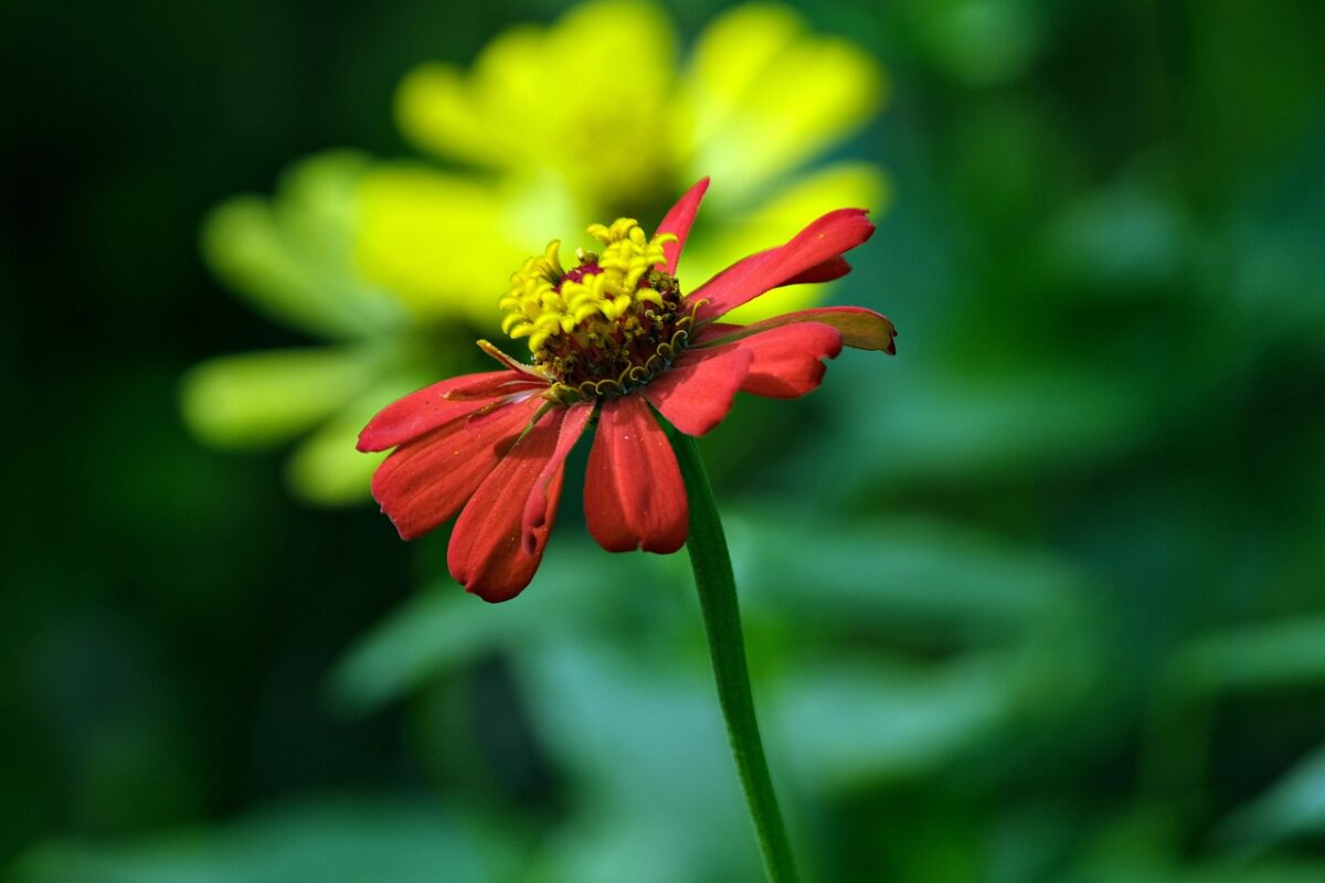 Zinnia: la pianta dai fiori colorati che illumina giardini e balconi Zinnia: la pianta dai fiori colorati che illumina giardini e balconi