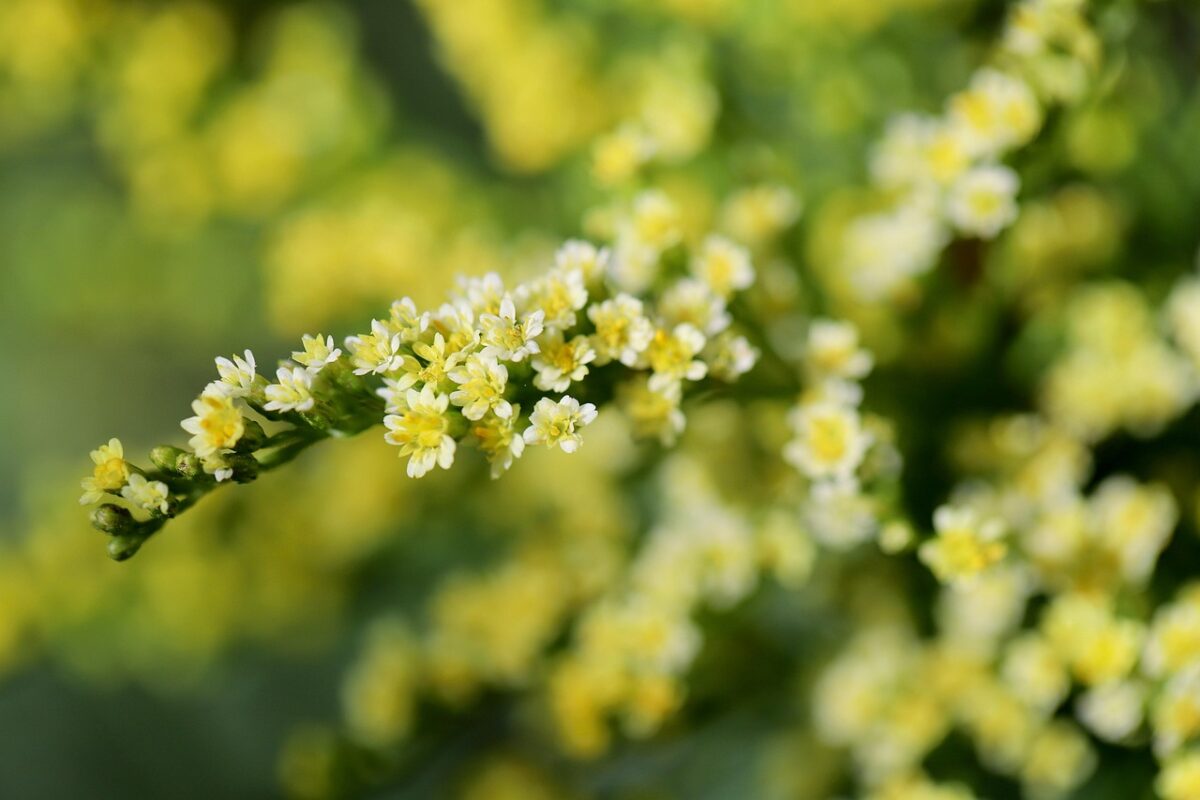 Verga d’oro del Canada: come coltivare e prendersi cura di questa vivace pianta ornamentale
