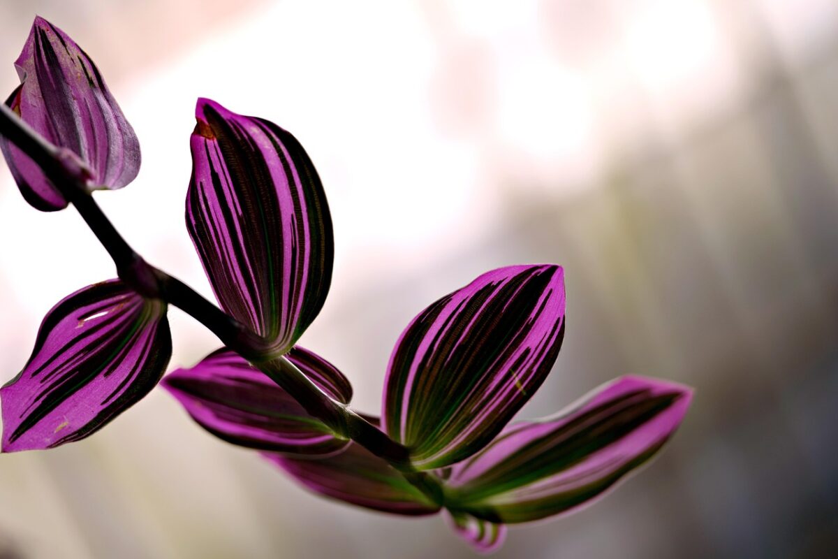 Tradescantia spathacea: la pianta tropicale dal fogliame colorato che dona carattere agli ambienti Tradescantia spathacea: la pianta tropicale dal fogliame colorato che dona carattere agli ambienti