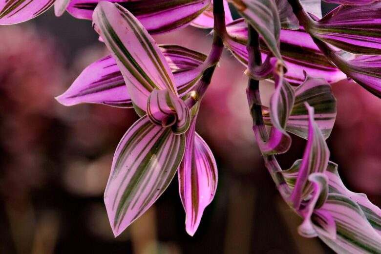 Tradescantia zebrina: la pianta ricadente dalle foglie variegate che illumina ogni ambiente