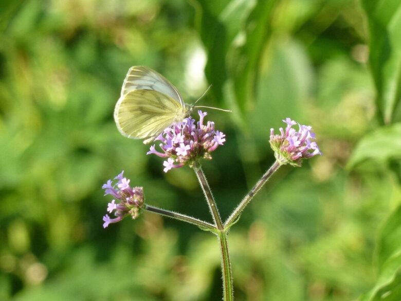 Verbena di Buenos Aires: la pianta elegante che attira farfalle e dona leggerezza al giardino