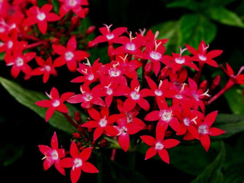 Stella egiziana: come coltivare la Pentas lanceolata per una fioritura spettacolare