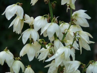 Yucca filamentosa: la pianta resistente e ornamentale perfetta per il giardino