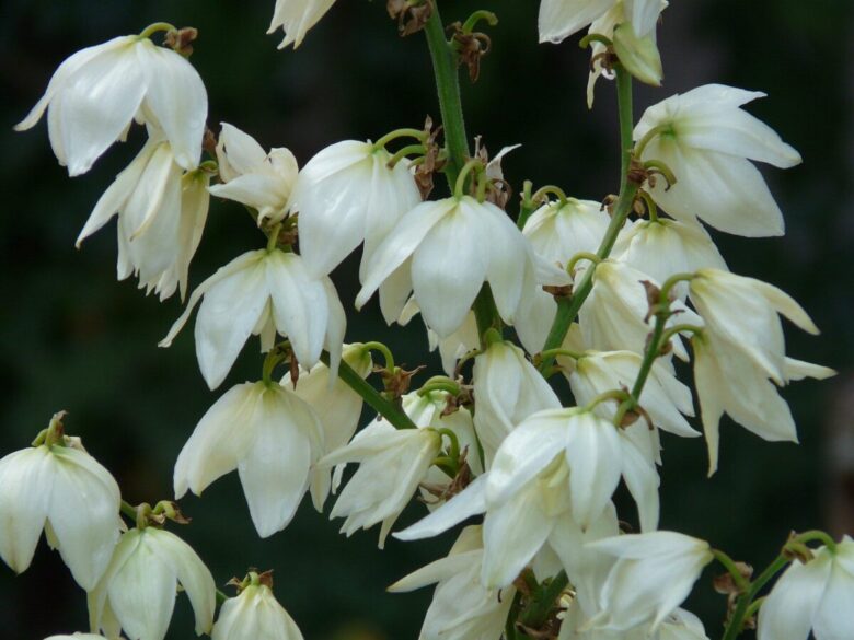 Yucca filamentosa: la pianta resistente e ornamentale perfetta per il giardino
