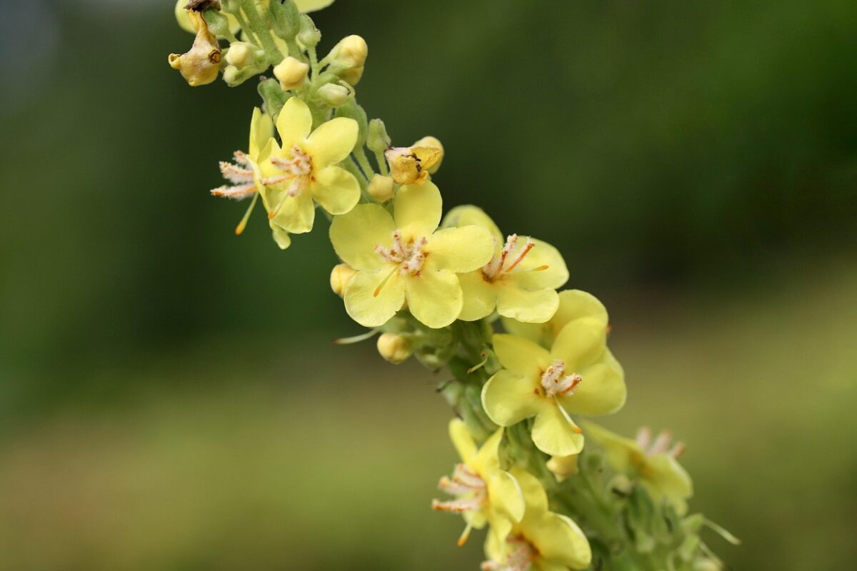 Verbasco: la pianta rustica dai fiori spettacolari che impreziosisce il giardino