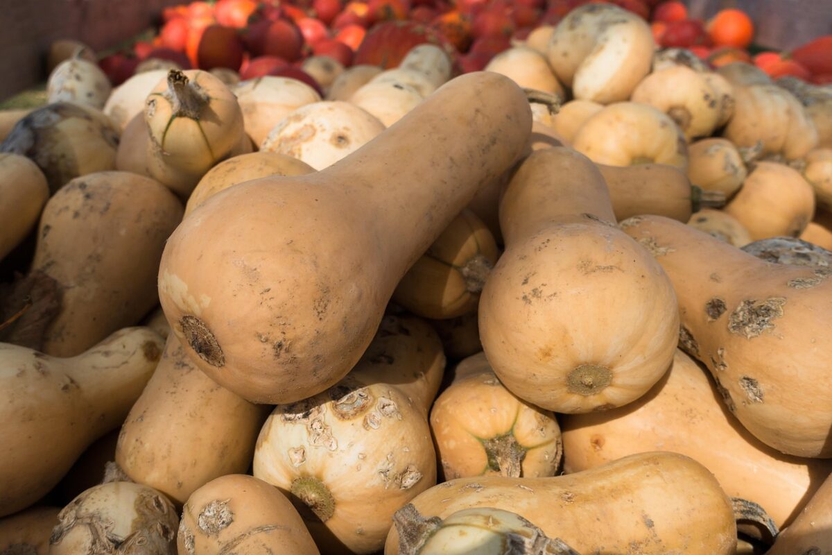 Zucca Torta: come coltivarla e prendersene cura per ottenere raccolti abbondanti
