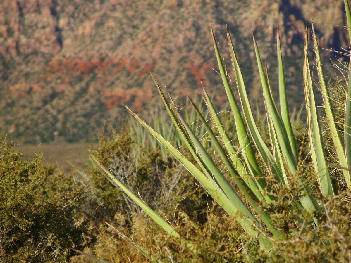 Yucca gigante: la pianta elegante e resistente che dona un tocco tropicale alla casa