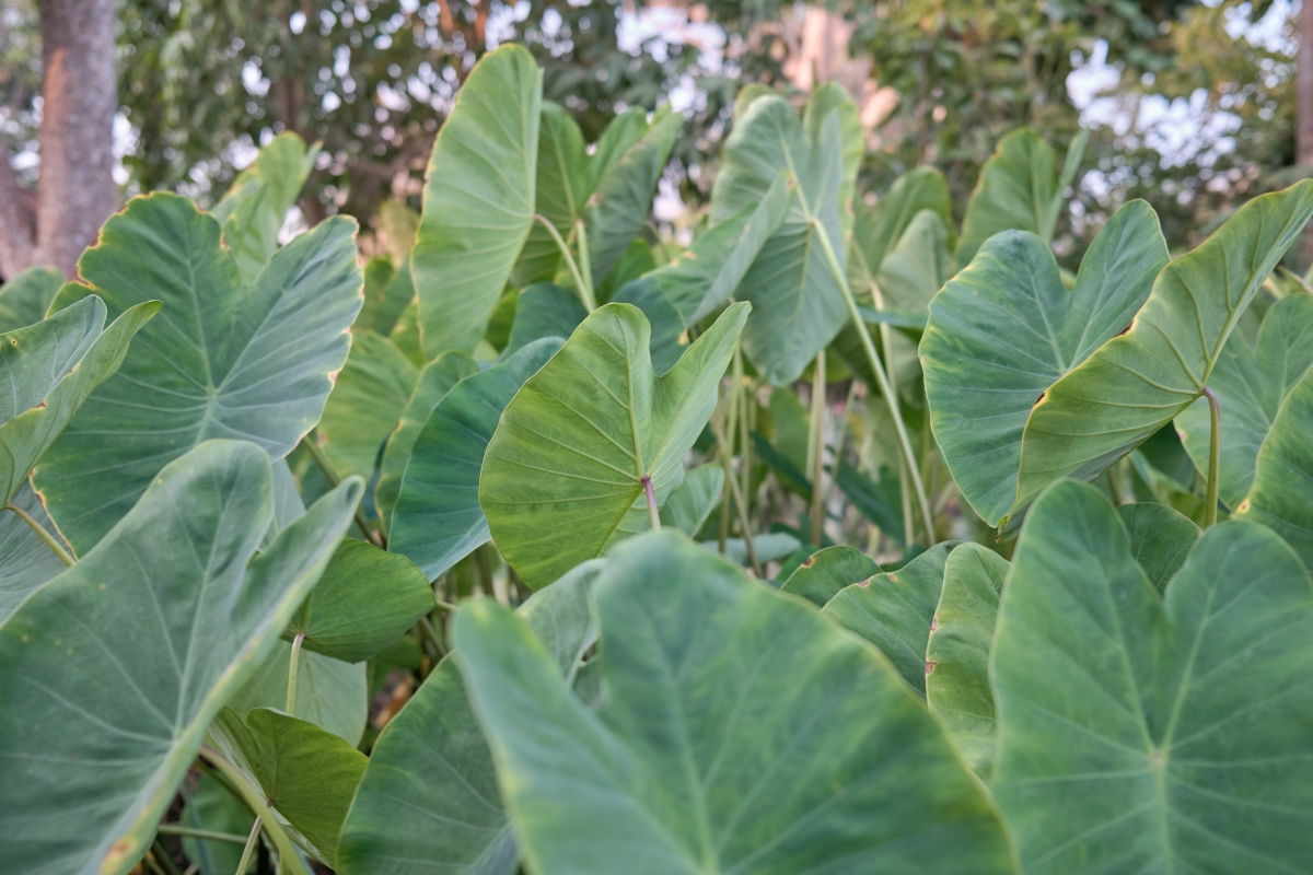 Taro: come coltivare la pianta tropicale dalle foglie spettacolari e dai tuberi commestibili