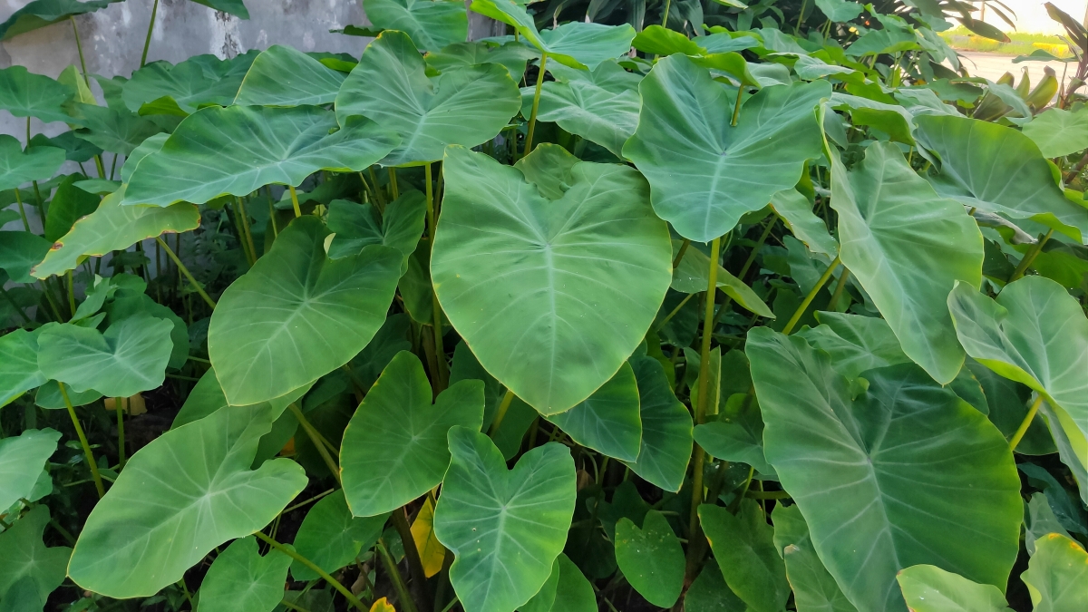 Taro: come coltivare la pianta tropicale dalle foglie spettacolari e dai tuberi commestibili