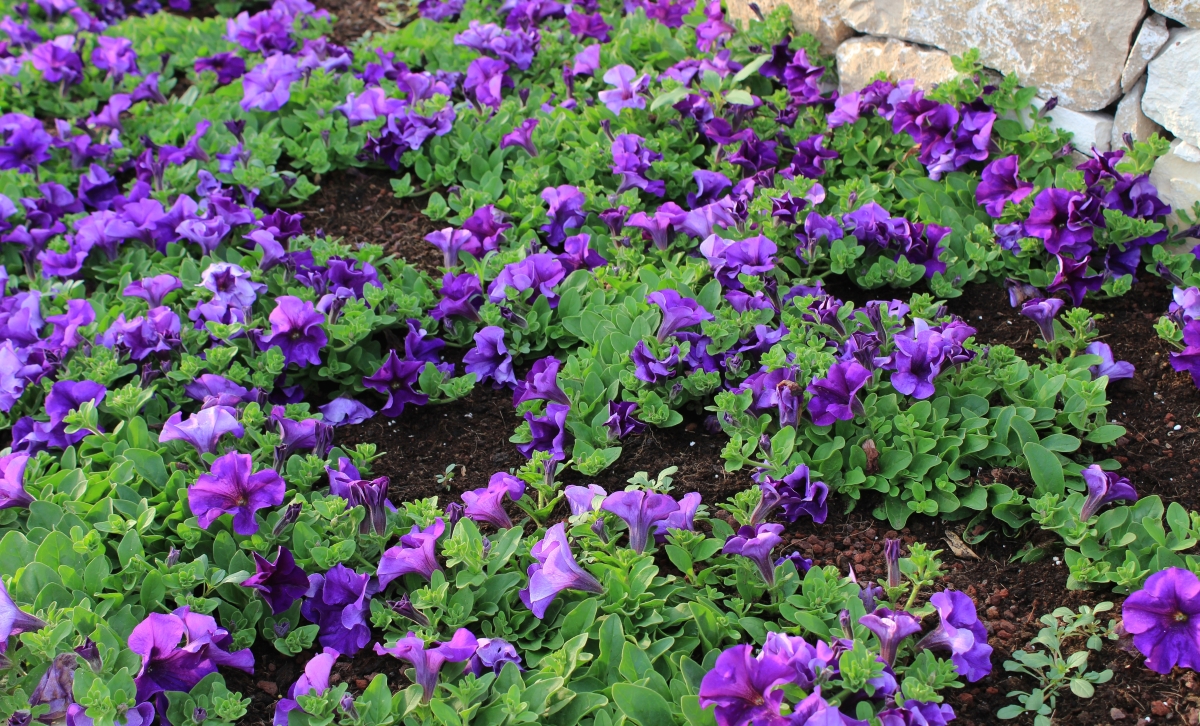Viola Sorella: come coltivare questa elegante tappezzante dai delicati fiori primaverili