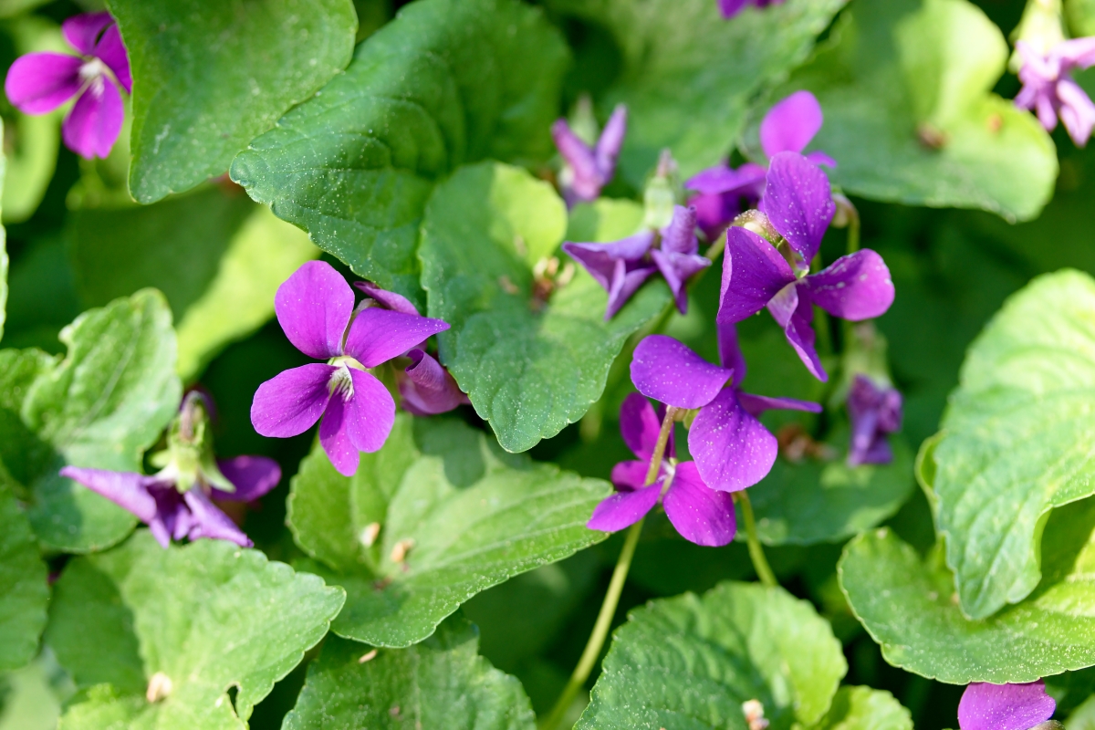 Viola Sorella: come coltivare questa elegante tappezzante dai delicati fiori primaverili