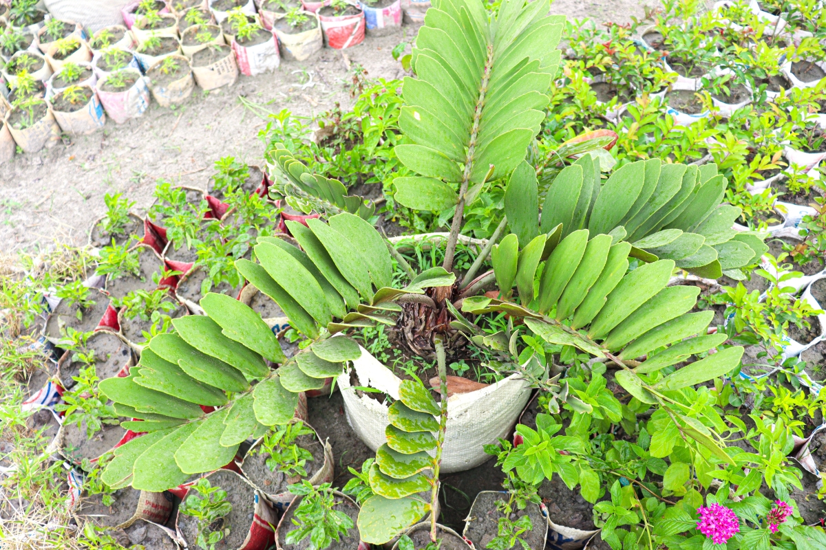 Zamia pumila: la pianta tropicale dal fascino preistorico facile da coltivare