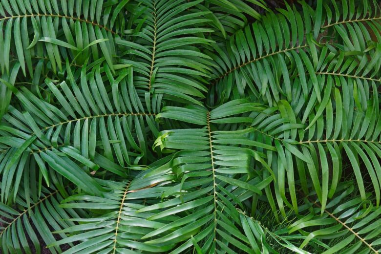Zamia pumila: la pianta tropicale dal fascino preistorico facile da coltivare