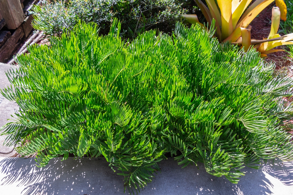 Zamia pumila: la pianta tropicale dal fascino preistorico facile da coltivare