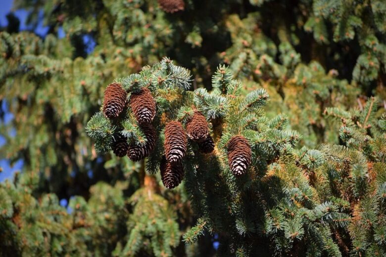 Abete balsamico: il sempreverde profumato che porta il fascino dei boschi in giardino