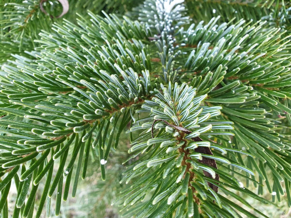 Abete del Caucaso: l’elegante sempreverde da conoscere e coltivare Abete del Caucaso: l’elegante sempreverde da conoscere e coltivare