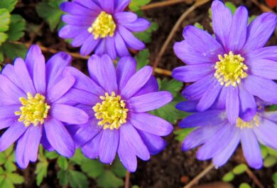 Anemone greco: come coltivarlo e prendersene cura