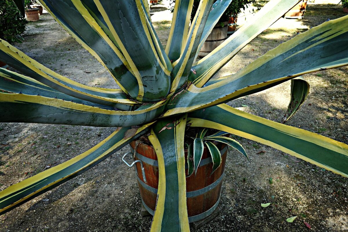 Agave americana: come coltivare e prendersi cura di una pianta spettacolare Agave americana: come coltivare e prendersi cura di una pianta spettacolare