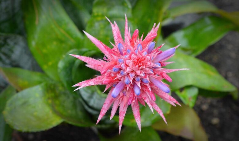 Aechmea fasciata: come coltivare e prendersi cura di questa bromelia tropicale