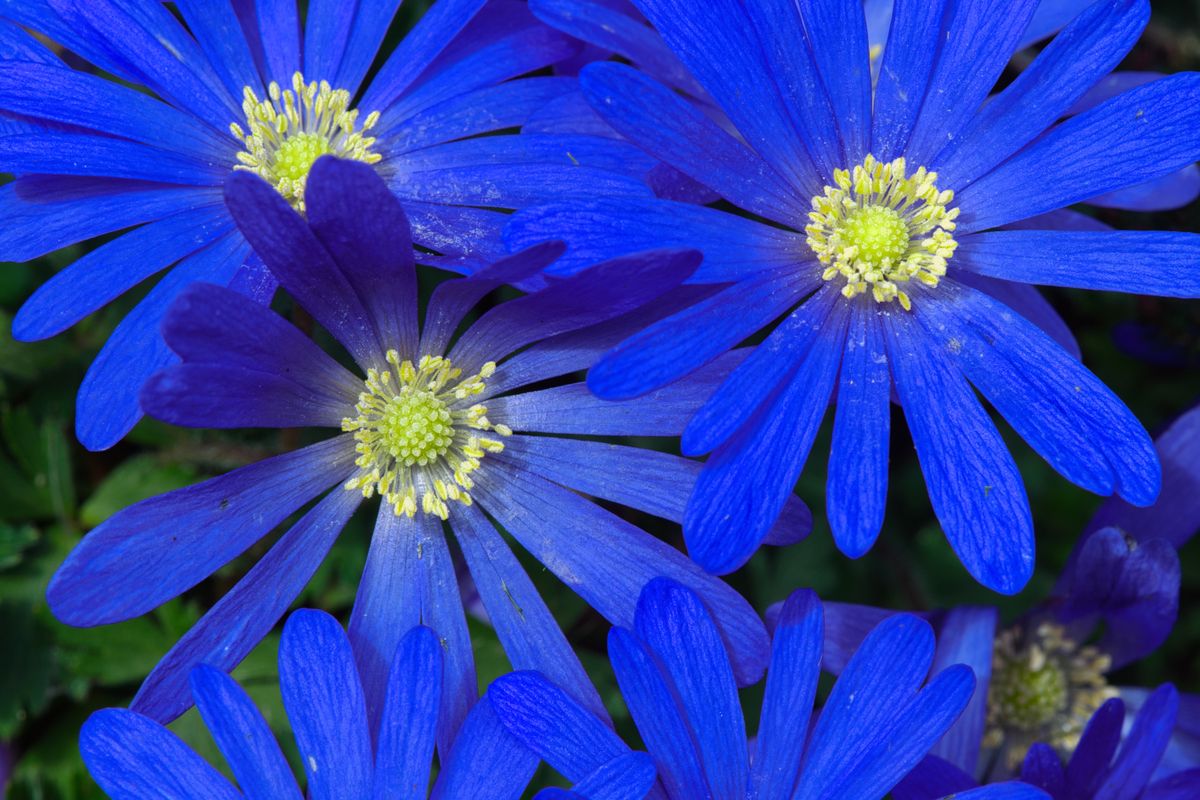 Anemone greco: come coltivarlo e prendersene cura Anemone greco: come coltivarlo e prendersene cura