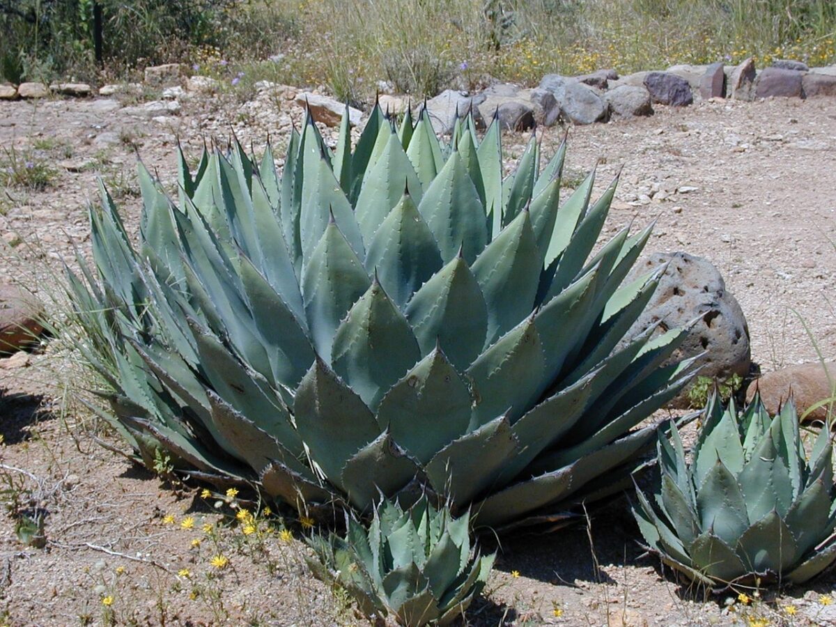 Agave americana: come coltivare e prendersi cura di una pianta spettacolare Agave americana: come coltivare e prendersi cura di una pianta spettacolare