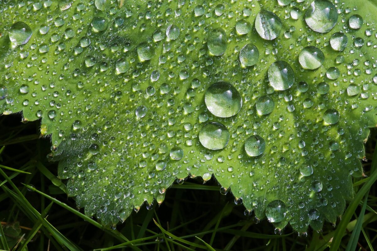 Erba stella: caratteristiche, coltivazione e cura dell’Alchemilla mollis