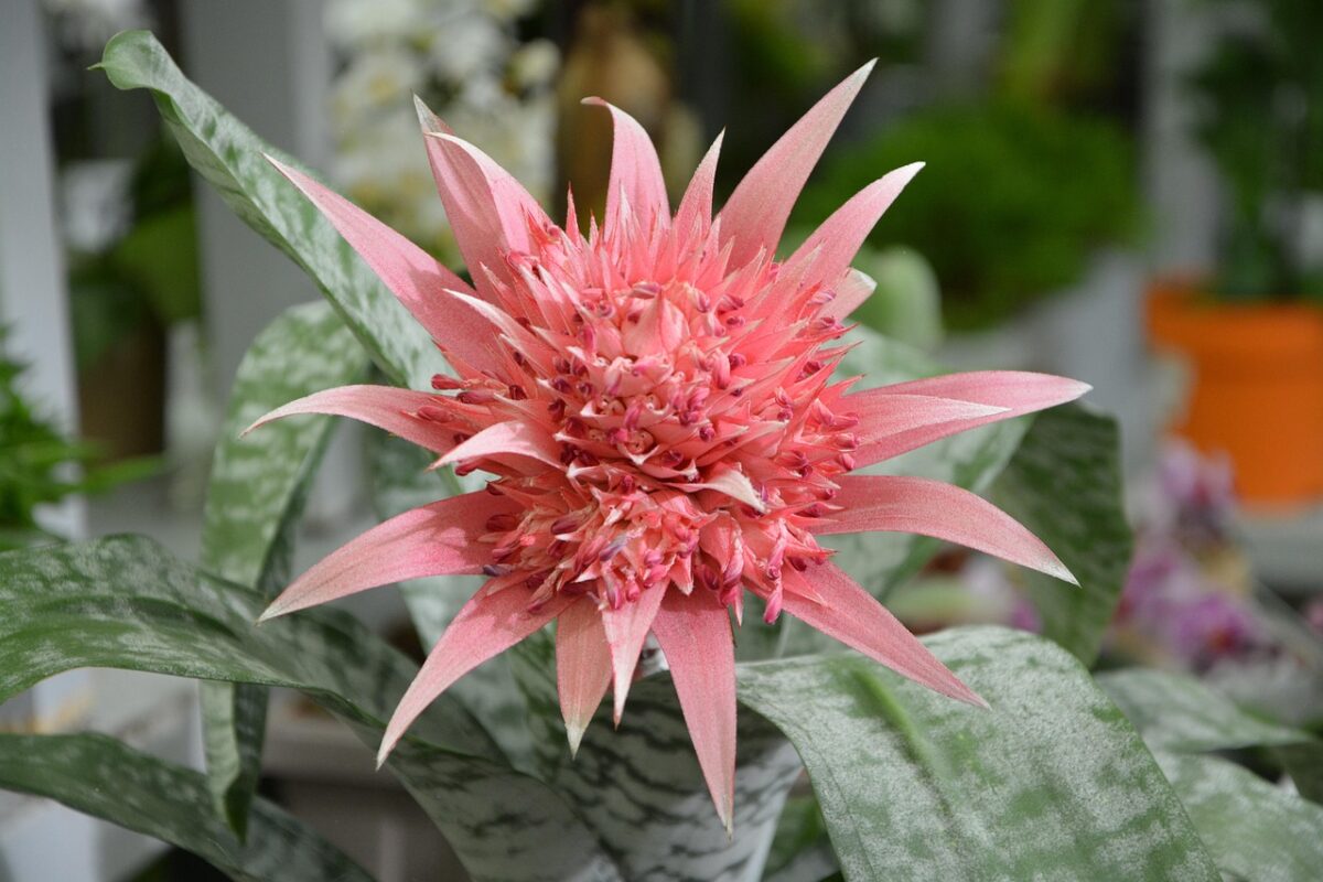 Aechmea fasciata: come coltivare e prendersi cura di questa bromelia tropicale