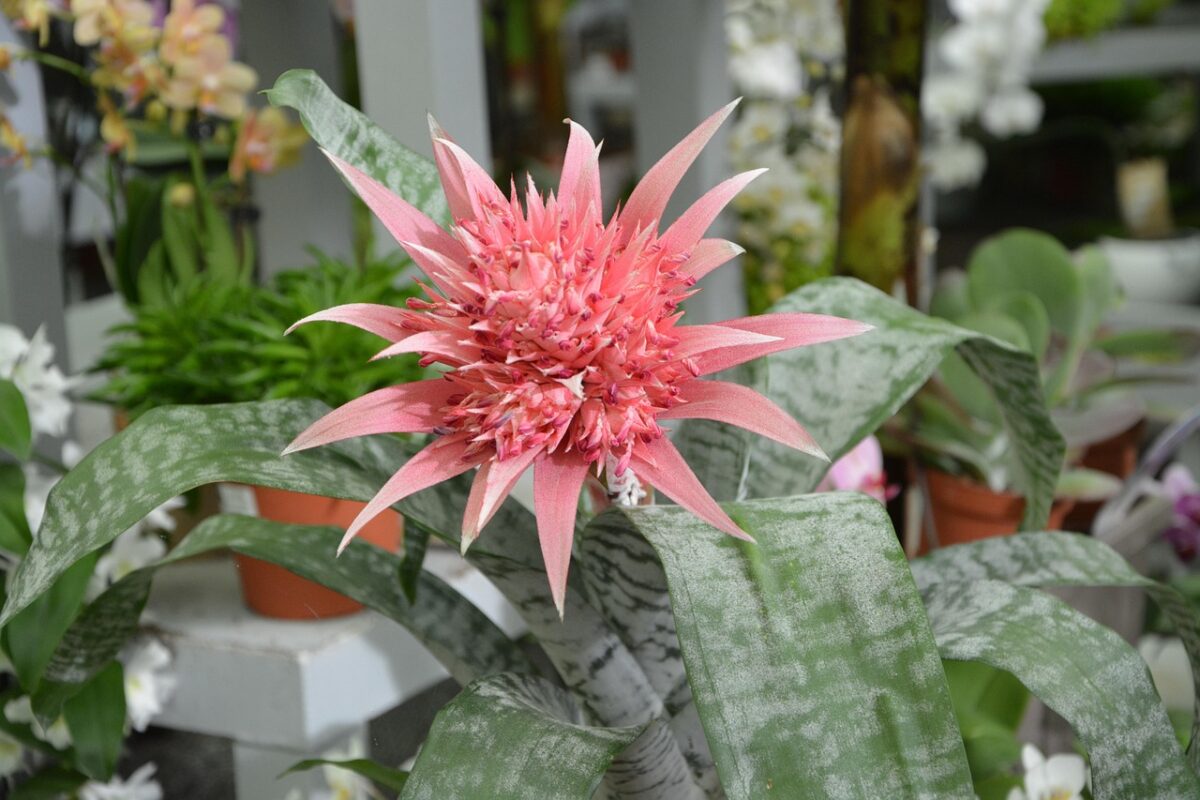 Aechmea fasciata: come coltivare e prendersi cura di questa bromelia tropicale