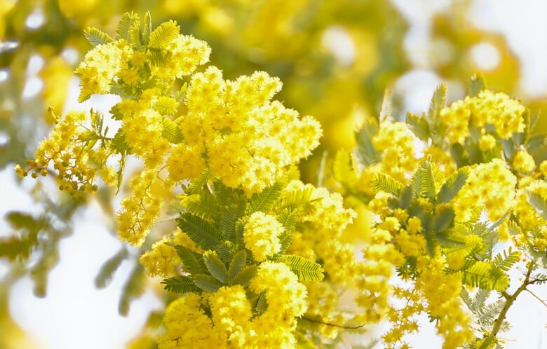 Mimosa: come coltivarla e prendersene cura