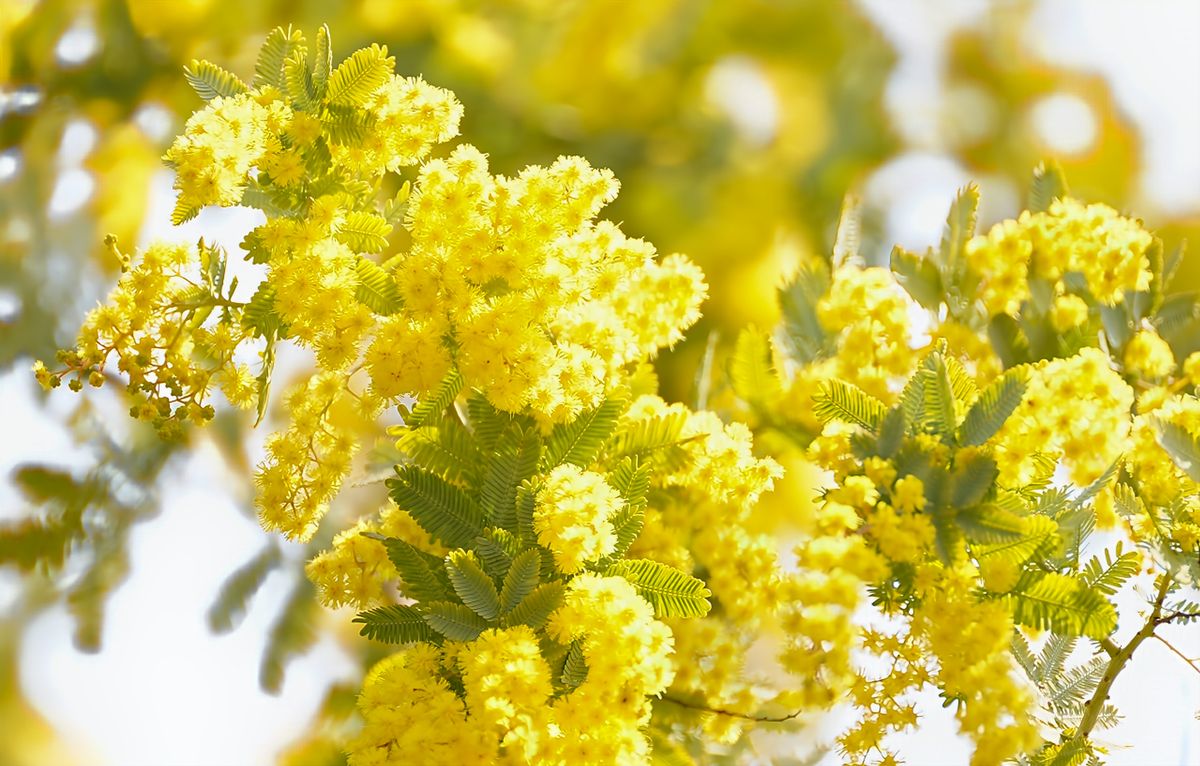 Mimosa: come coltivarla e prendersene cura Mimosa: come coltivarla e prendersene cura
