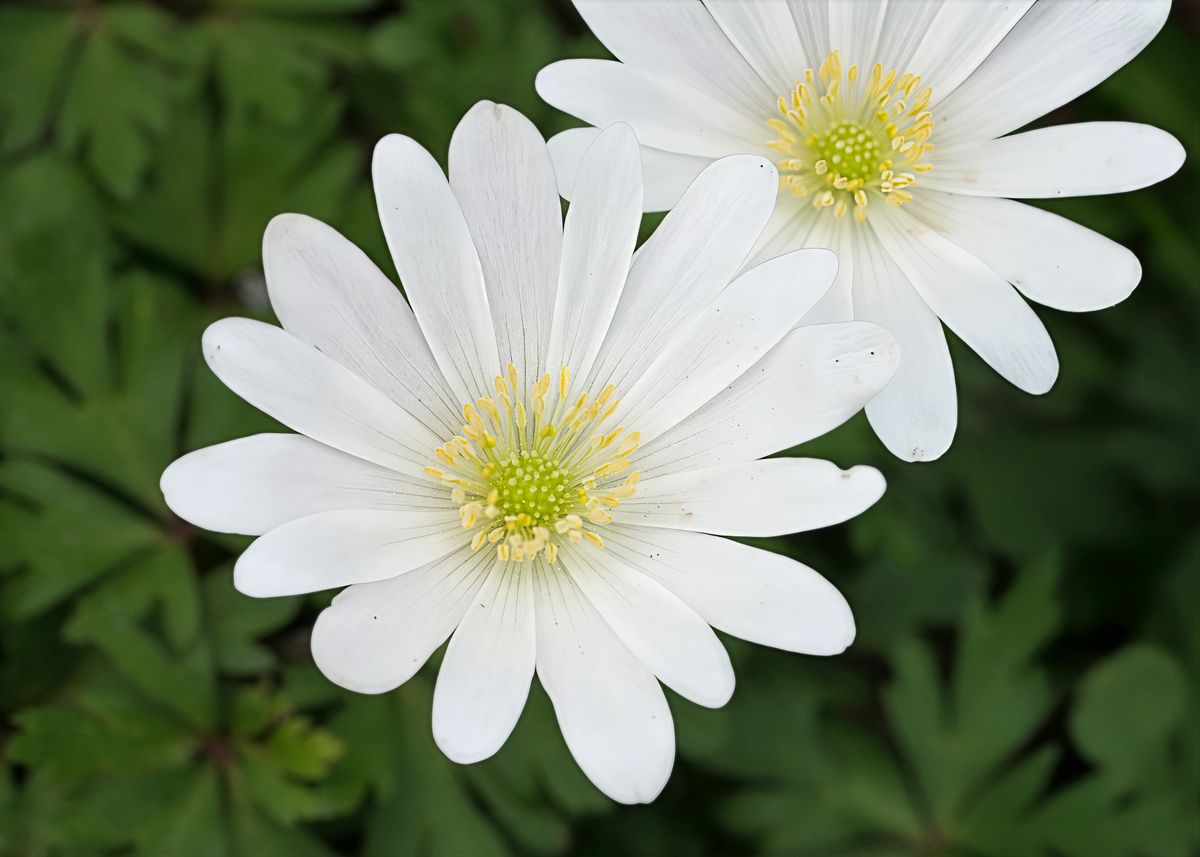 Anemone greco: come coltivarlo e prendersene cura Anemone greco: come coltivarlo e prendersene cura