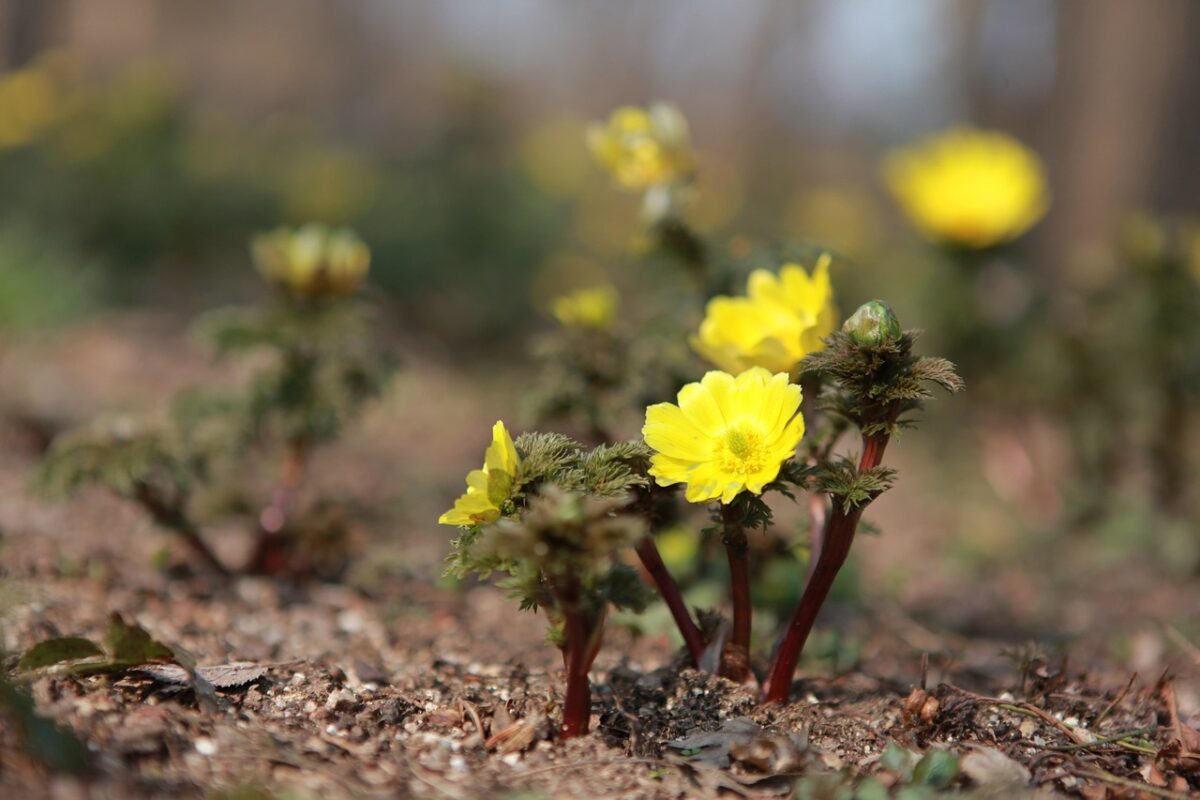 Adonide gialla: come coltivare una splendida fioritura di primavera Adonide gialla: come coltivare una splendida fioritura di primavera
