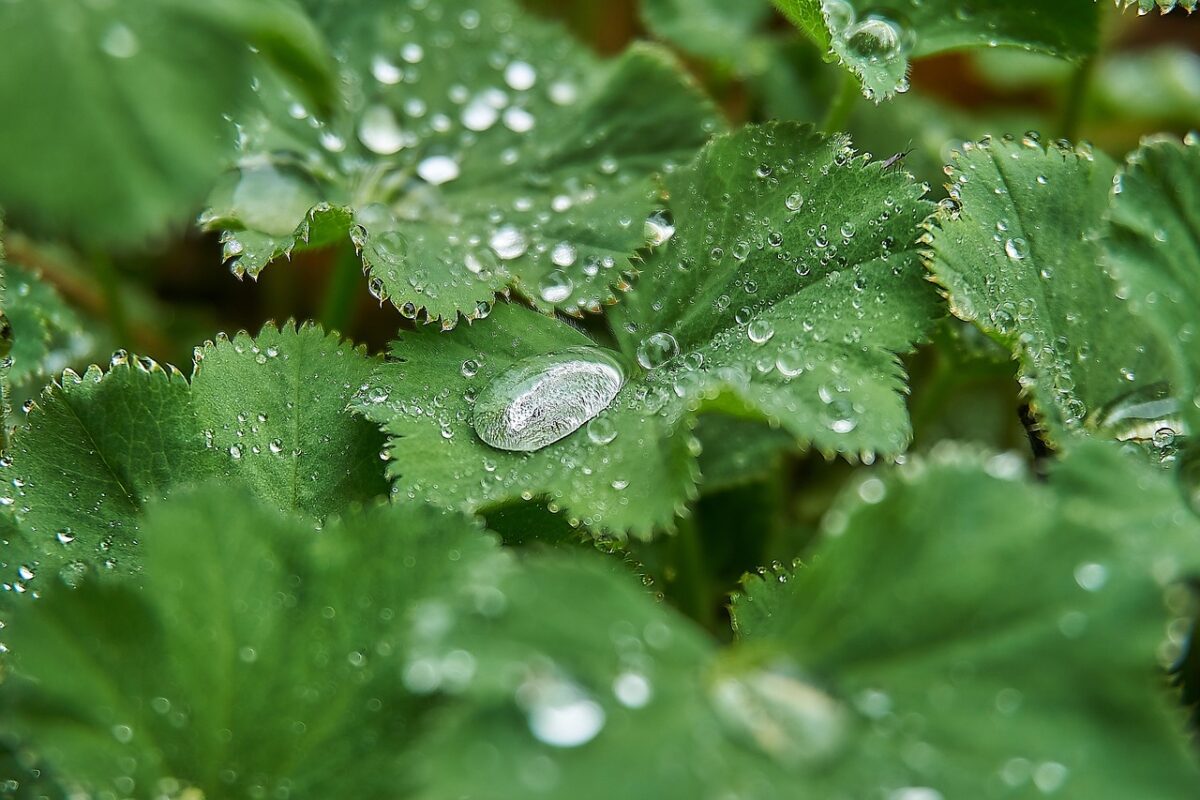 Erba stella: caratteristiche, coltivazione e cura dell’Alchemilla mollis