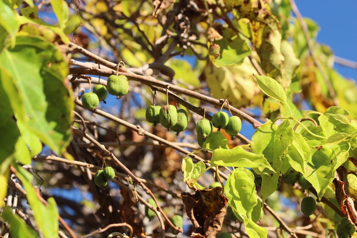 Kiwi: come coltivarlo e prendersene cura per ottenere piante sane e produttive Kiwi: come coltivarlo e prendersene cura per ottenere piante sane e produttive