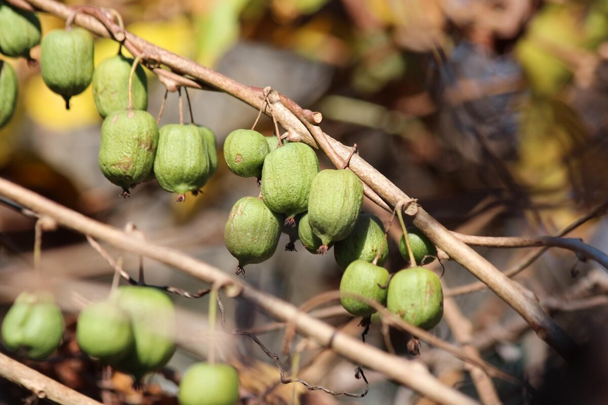 Kiwi: come coltivarlo e prendersene cura per ottenere piante sane e produttive Kiwi: come coltivarlo e prendersene cura per ottenere piante sane e produttive