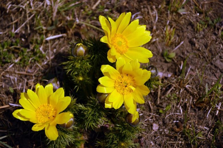 Adonide gialla: come coltivare una splendida fioritura di primavera