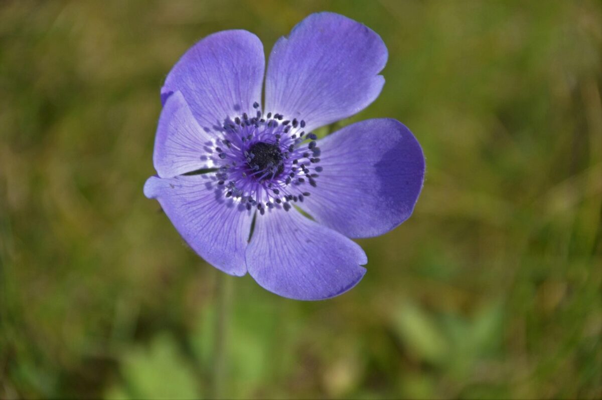 Anemone dei fiorai: come coltivare una fioritura spettacolare