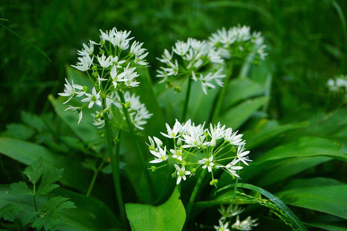 Aglio orsino: come coltivare e prendersi cura di questa aromatica Aglio orsino: come coltivare e prendersi cura di questa aromatica
