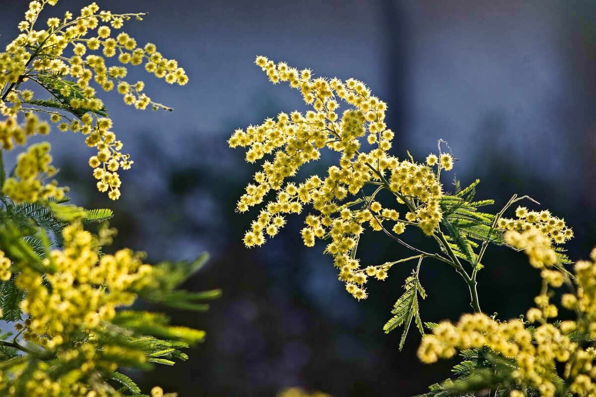 Mimosa: come coltivarla e prendersene cura Mimosa: come coltivarla e prendersene cura