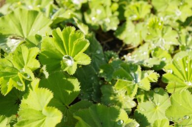 Erba stella: caratteristiche, coltivazione e cura dell’Alchemilla mollis