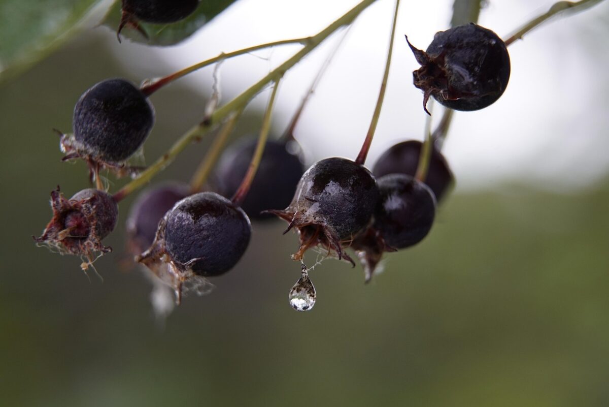 Pero corvino nord-americano: un arbusto ornamentale dai frutti gustosi Pero corvino nord-americano: un arbusto ornamentale dai frutti gustosi