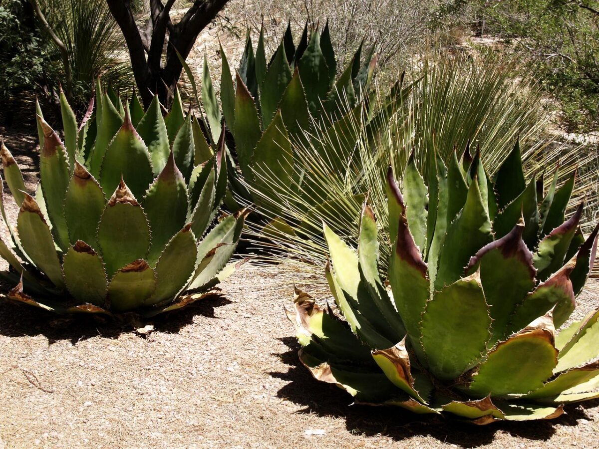 Agave americana: come coltivare e prendersi cura di una pianta spettacolare Agave americana: come coltivare e prendersi cura di una pianta spettacolare