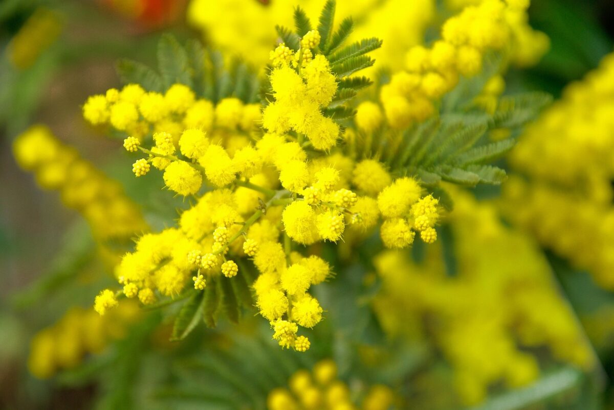 Mimosa: come coltivarla e prendersene cura Mimosa: come coltivarla e prendersene cura